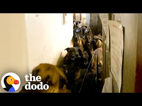 Thumbnail for German Shepherd Rescued From Hoarding Goes On First Walk | The Dodo
