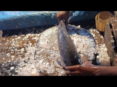 Thumbnail for Uzzal Fish Cutting is live!Various types of fish cutting 🐠🐟🐠🐟🐠