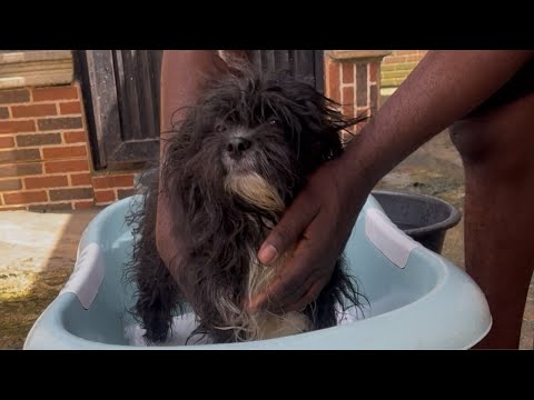Thumbnail for bathing of Lhasa Apso pup to prevent flea and ticks on him 🐶