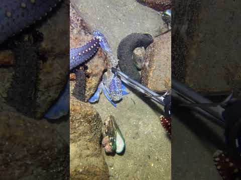Thumbnail for LIVE🔴-I catching seafood on the seafloor. Look what I caught.-Z1018-1#fishing #ocean #deepsea #beach