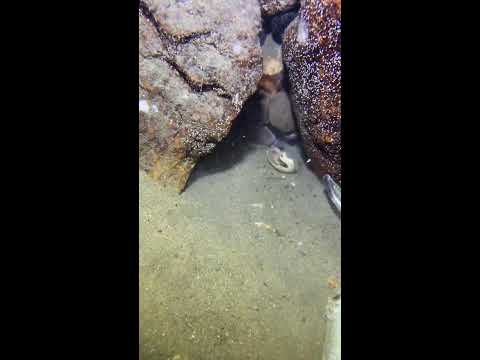 Thumbnail for LIVE🔴-I catching seafood on the seafloor. Look what I caught.-Z1007-1#fishing #ocean #deepsea #beach