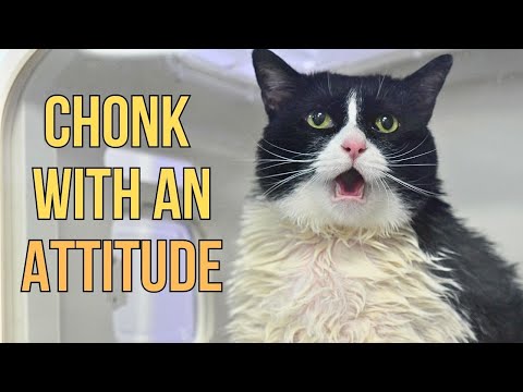 Thumbnail for A Fat Tuxedo Cat With a Permanent Elevator Butt😂