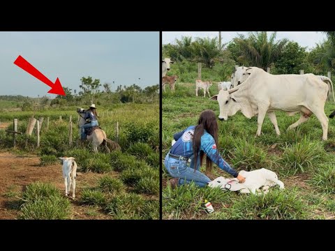 Thumbnail for MEU BURRO PULOU COMIGO AO ENFRENTAR AS VACAS BRAVAS😱