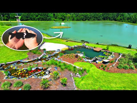 Thumbnail for Adding a Rare Catfish Species to the 5 Acre Pond!