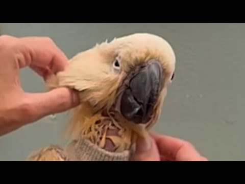 Thumbnail for I took home blind elderly cockatoo for his final days