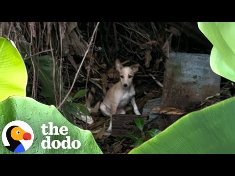 Thumbnail for Tiny Puppy Gets Rescued From The Middle Of The Jungle | The Dodo