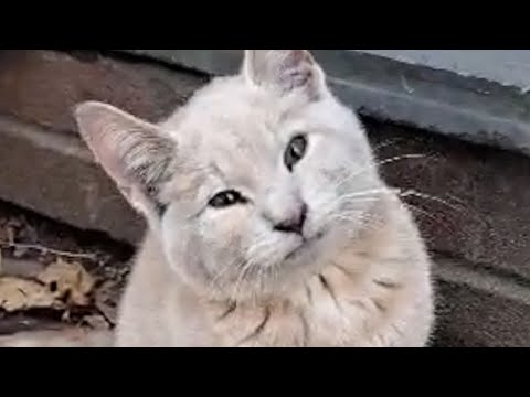 Thumbnail for Dumped paralyzed cat turns out to be a lovebug