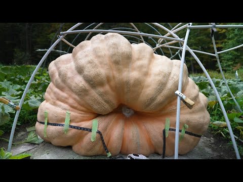 Thumbnail for New York Man Grows Pumpkin Weighing 1,931 Pounds For Competition