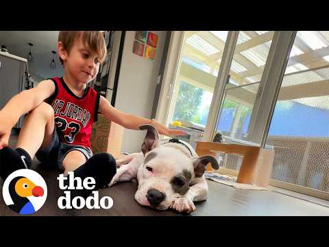Thumbnail for Little Boy Is This Pittie's Favorite Person | The Dodo