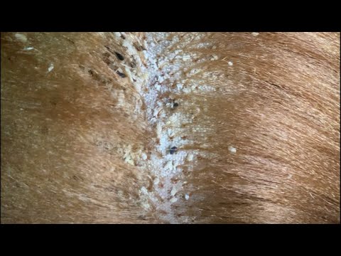 Thumbnail for ASMR | Hair Care | Pure Relaxation 