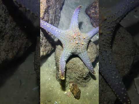 Thumbnail for LIVE🔴-I catching seafood on the seafloor. Look what I caught.-Z1022#fishing #ocean #deepsea #beach