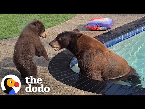 Thumbnail for Couple's New House Comes With A Family Of Bears | The Dodo
