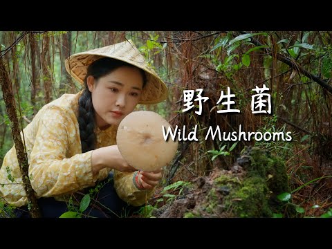 Thumbnail for This year’s wild mushroom feast is here—late, but good flavors are always worth the wait!【滇西小哥】