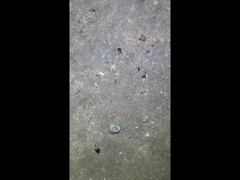 Thumbnail for LIVE🔴-I catching seafood on the seafloor. Look what I caught.-Z1016#fishing #ocean #deepsea #beach