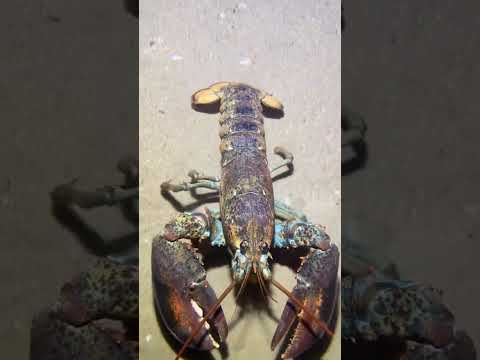 Thumbnail for LIVE🔴-I catching seafood on the seafloor. Look what I caught.-Z1012-3#fishing #ocean #deepsea #beach