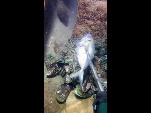 Thumbnail for LIVE🔴-I catching seafood on the seafloor. Look what I caught.-Z1001#fishing #ocean #deepsea #beach