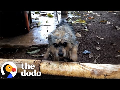 Thumbnail for Dog Attached To Five-Foot Leash His Whole Life Is Finally Free | The Dodo